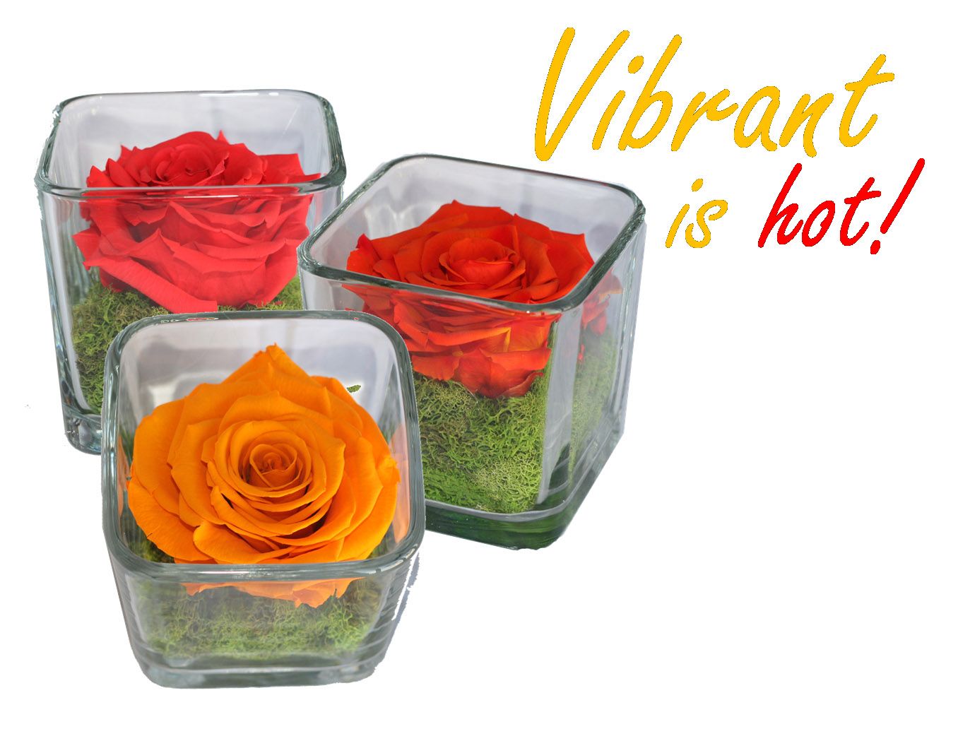 Vibrant is Hot!